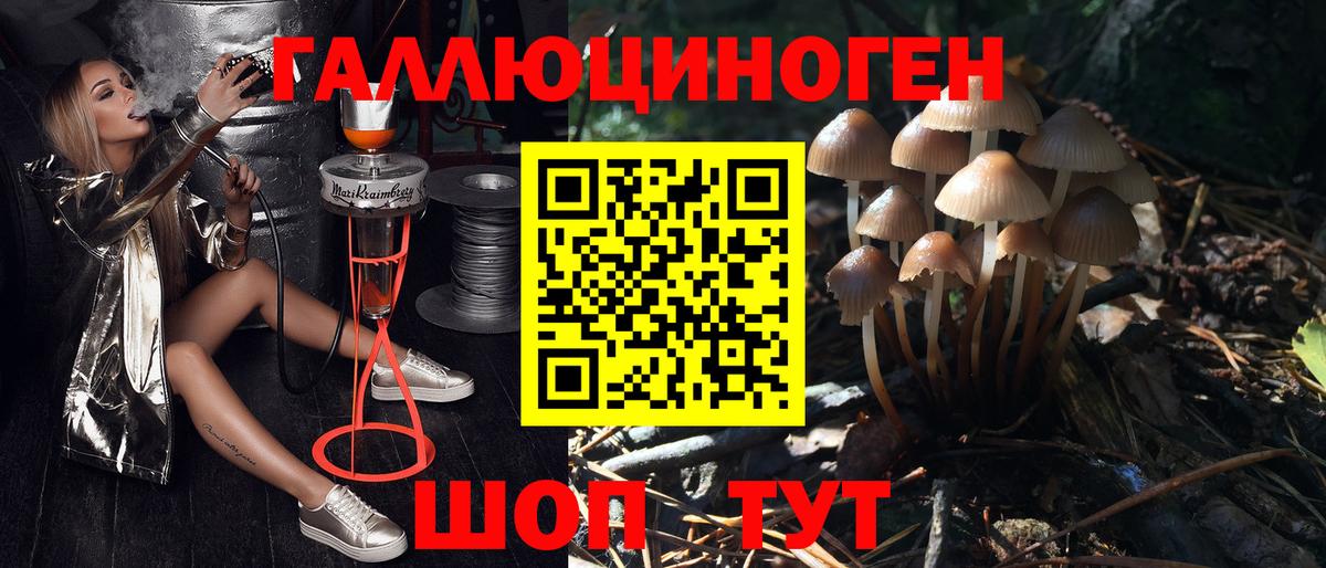 Псилоцибиновые грибы Psilocybine cubensis Заволжье
